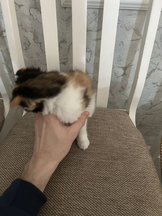 Жақсы адамның қолына сыйға беремін