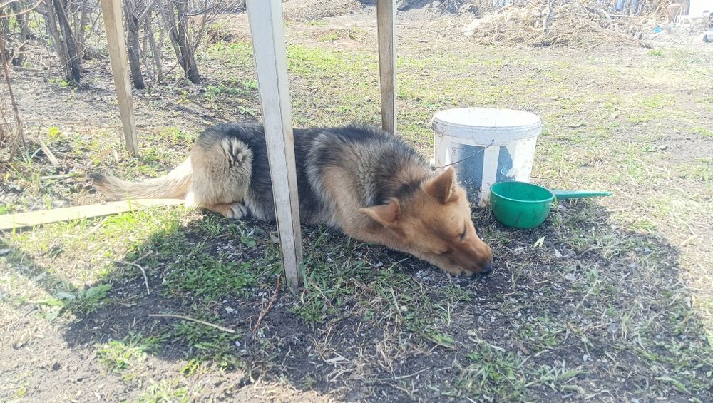 Отдам собачку девочку