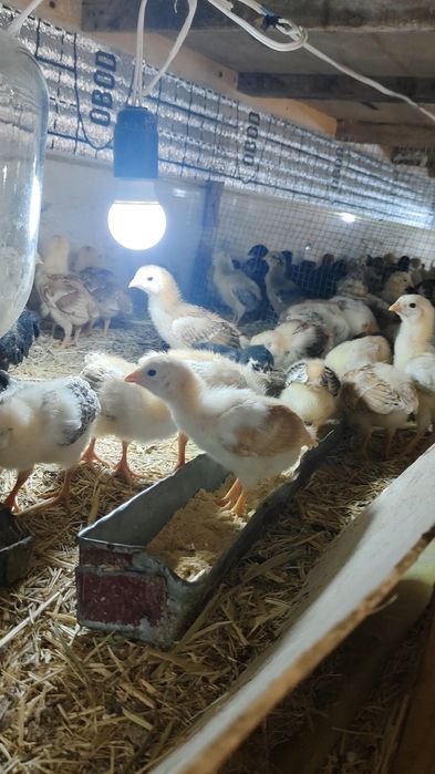 Жожалар бор 15 кунлик 1 ойлик 4 ойлик