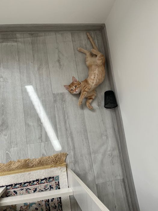 Отдам милого котенка
