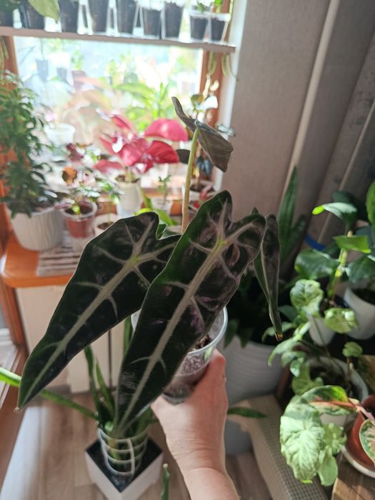 Продам комнатные цветы