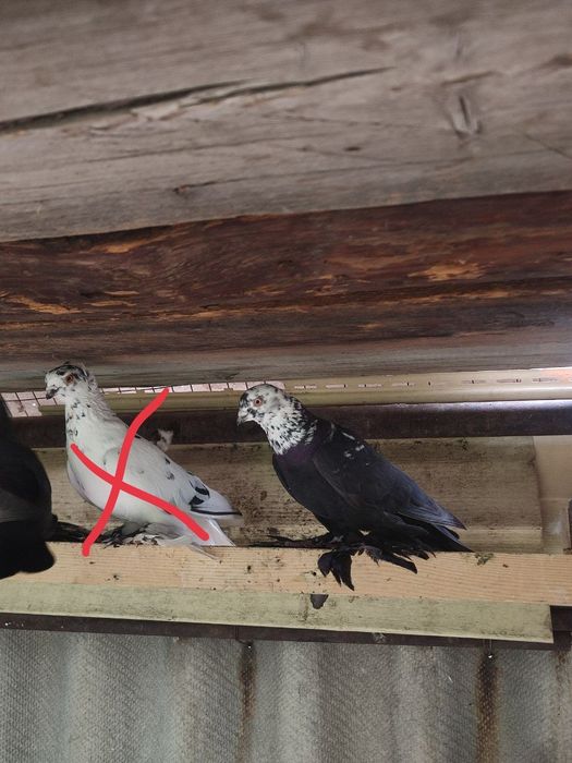 Голуби Сочи, жуки на продажу