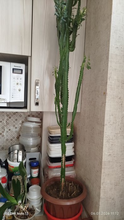 Домашние,комнатные цветы