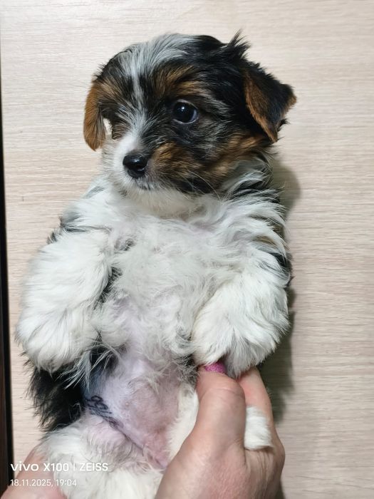 Продам щенков бивер йорка,расрочка каспи