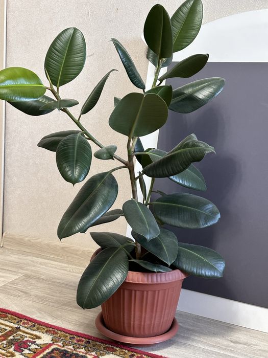 Продам комнатные цветы