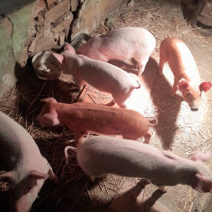 Продавам малки прасенца намират се в село Доганово