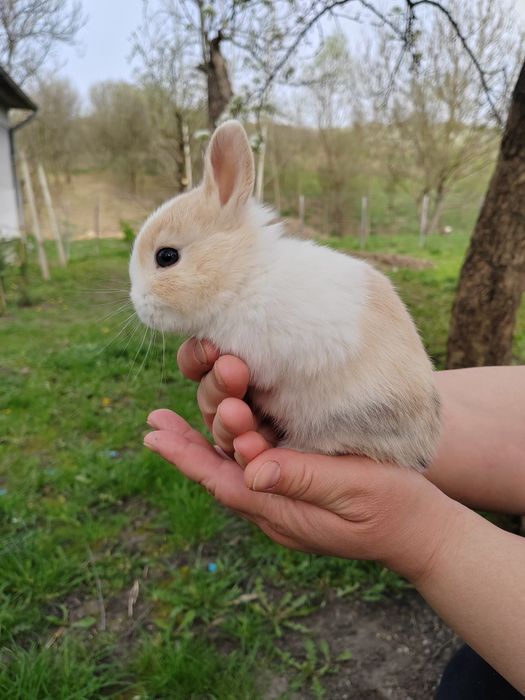 Iepurași cap de leu