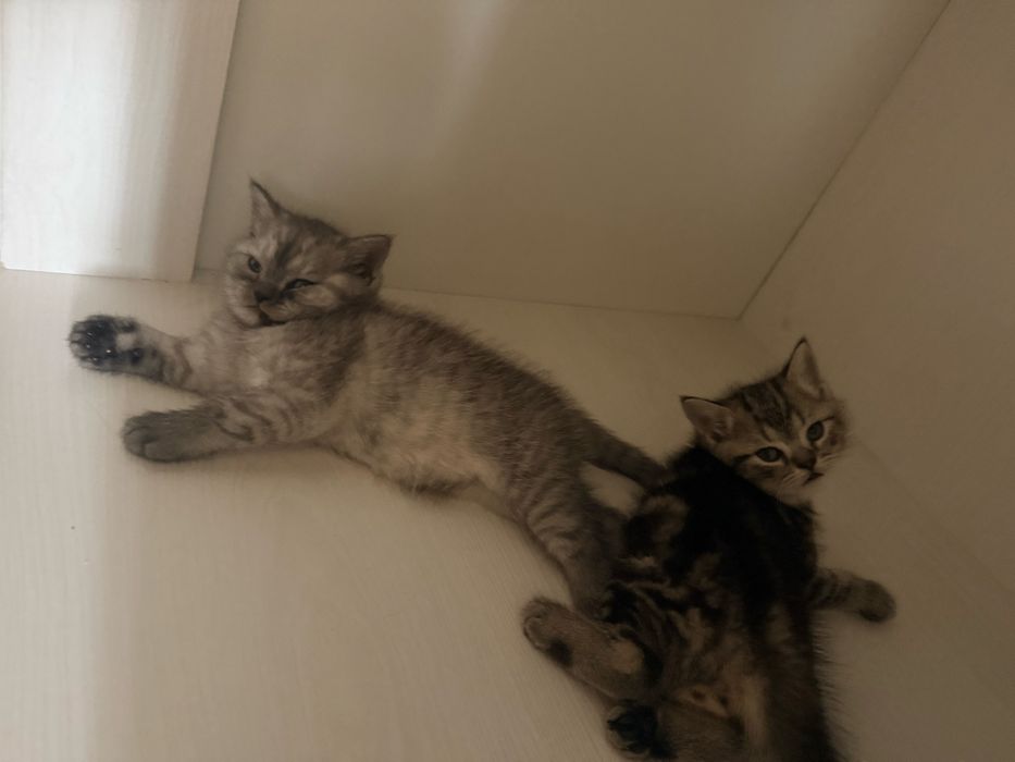 Котята  шотладский страйт
