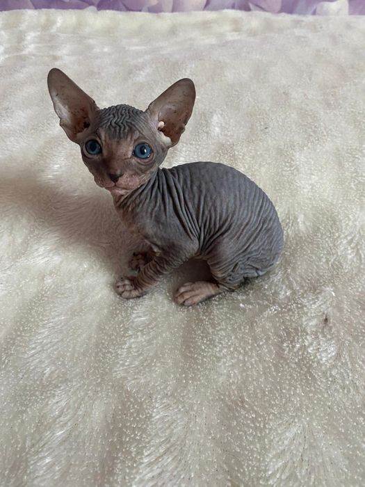 Мальчик, канадский сфинкс, Алматы