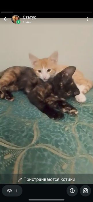 Отдам котят в хорошие руки