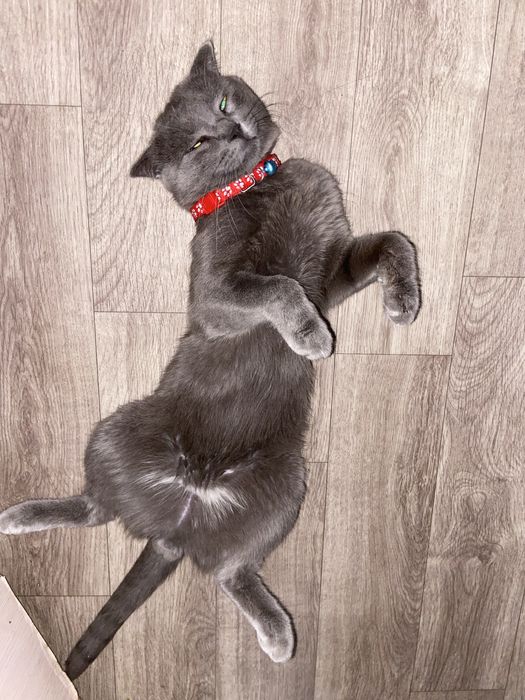 ПРОПАЛ КОТ ! Помогите найти!