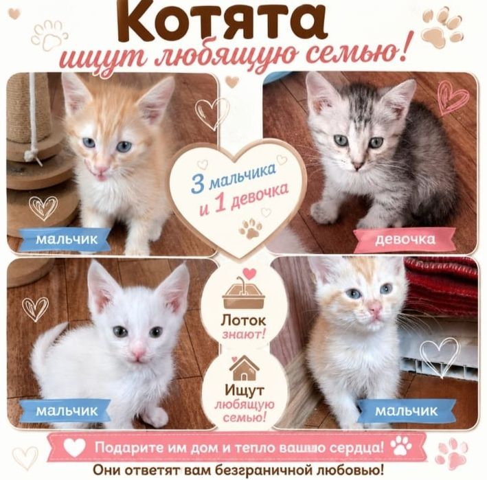 Котята в ответственные руки!