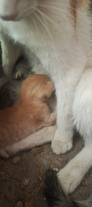 Котята . Отдам в добрые руки