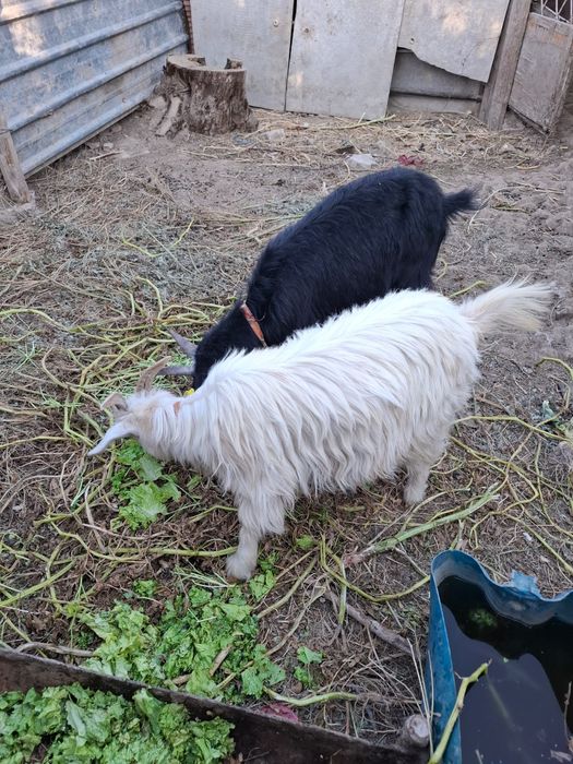 Продам коз девочки