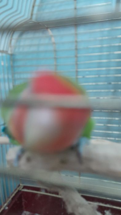 Папугай с клеткой