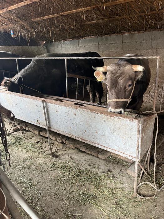 Срочно продаются бычки