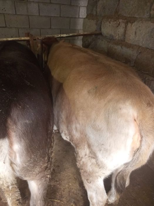 Продам тёлок откормленные с детства,