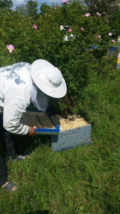 Miere de albina producator