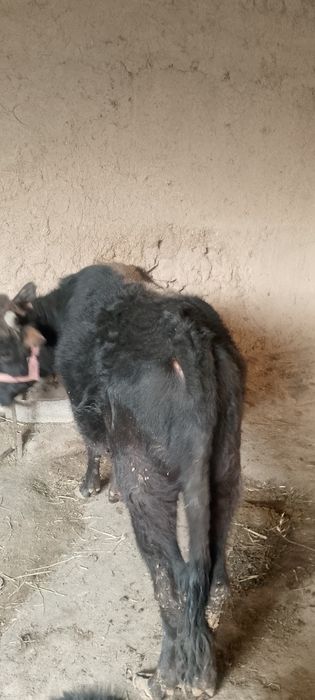 Navos sotilad soğlom