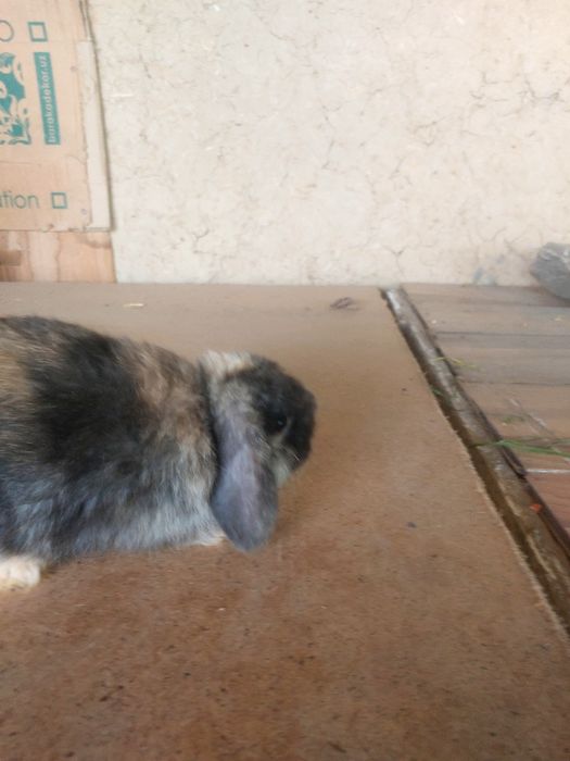 Quyonlar karlik baran 1,5 oylik yeb ichishi zor 100 %emlangan