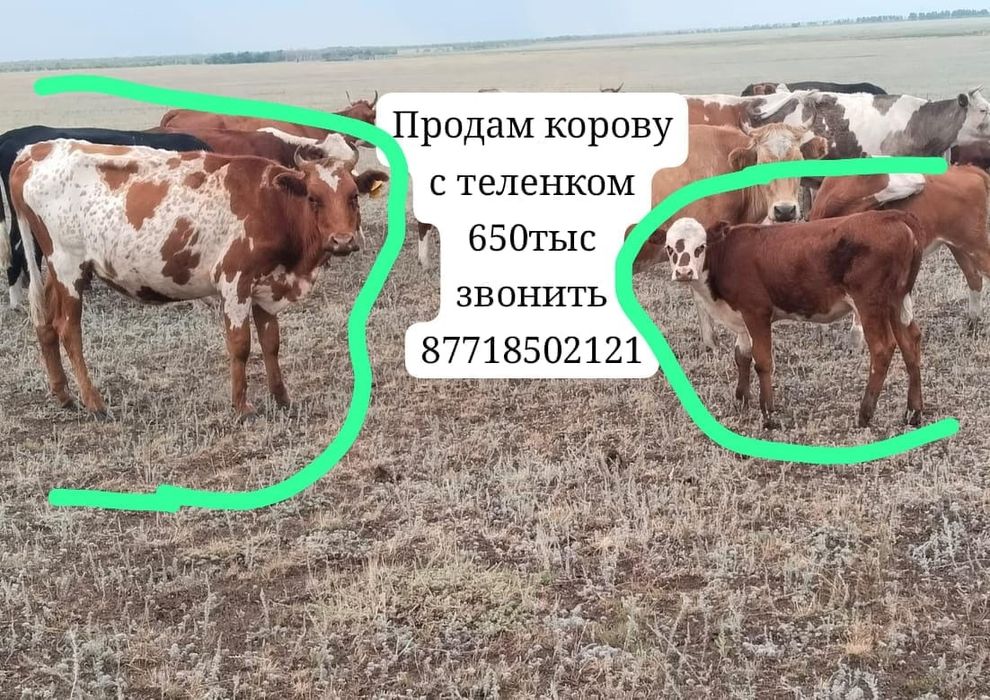 Продам корову с теленком