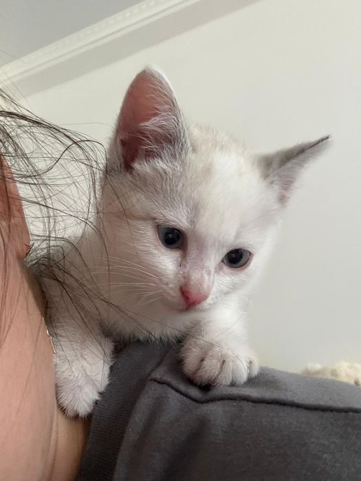Котёнок в поисках дома