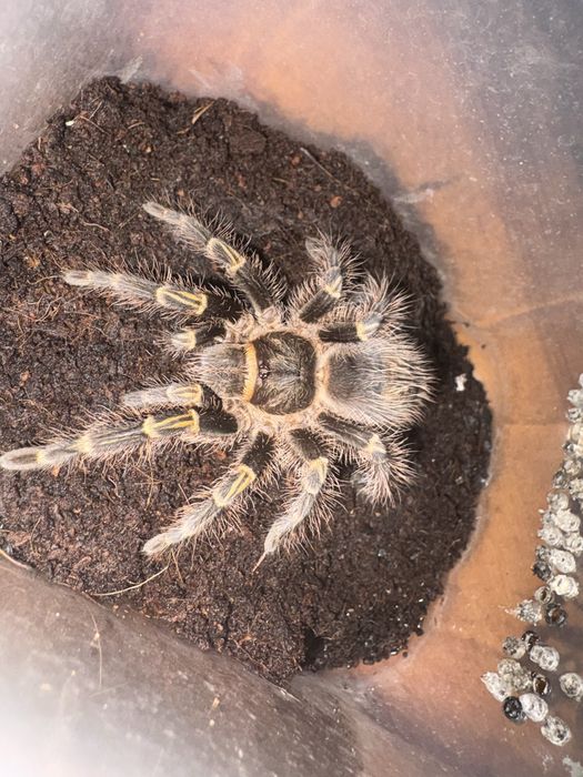 Паук птицеед. Grammostola aureostriata
