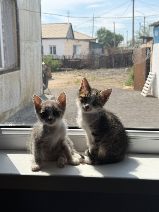 Отдам котят в добрые руки