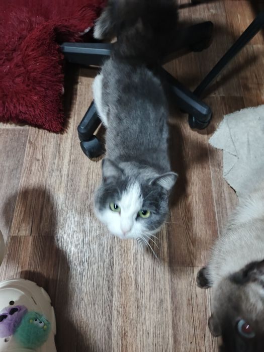 Кошечка с доставкой в добрые руки