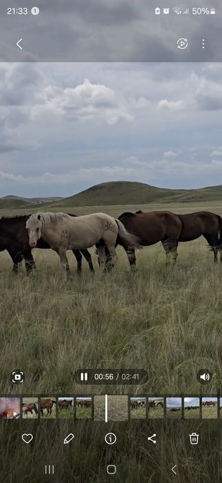 Айғыр Жабы сатылады, продается жеребец