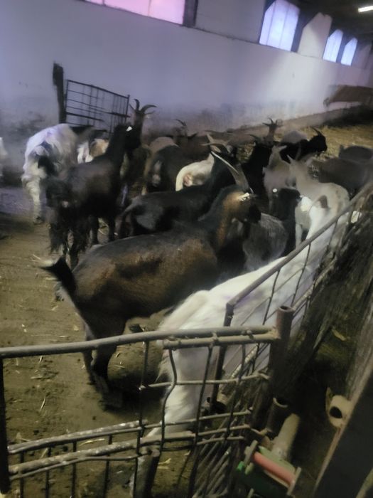 Vînd turmă de capre sau schimb cu oi