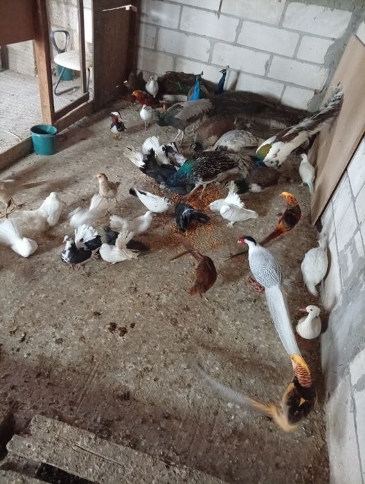 Vând sau schimb fazani