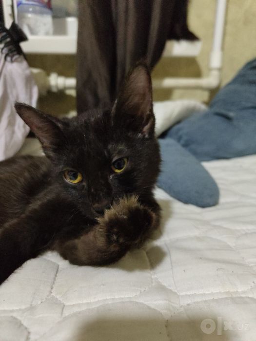 Котенок Бесплатно в добрые руки