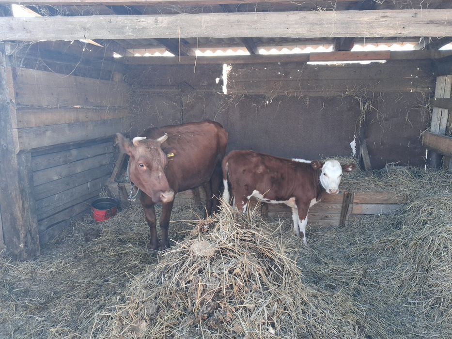 Продам корову с теленком