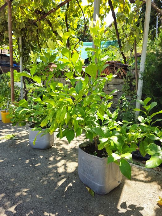 Лимоново дръвче плододаващо - различни размери