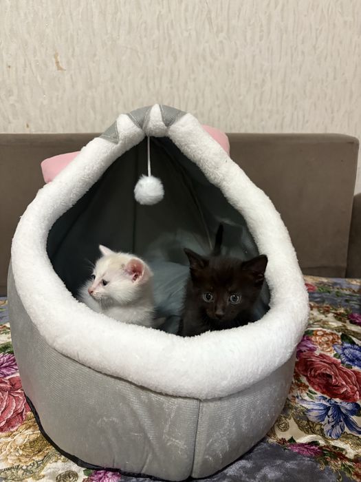 Милые котята в добрые руки