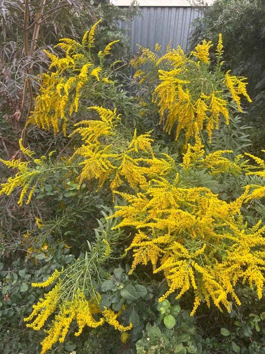 Продам цветы разные