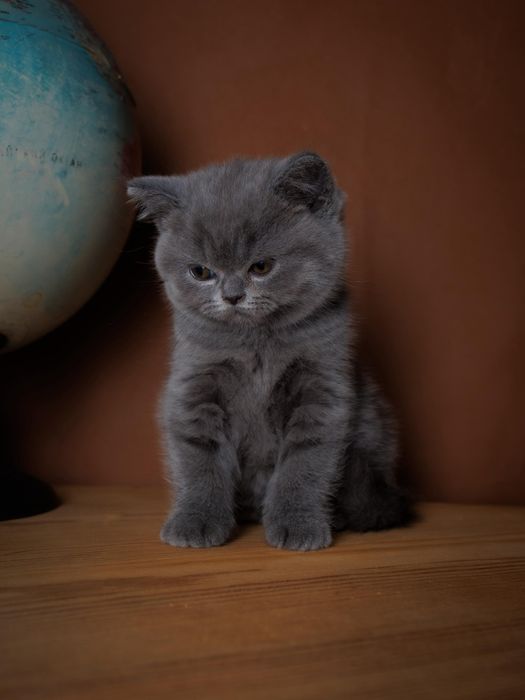 Британские плюшевые элитные котята