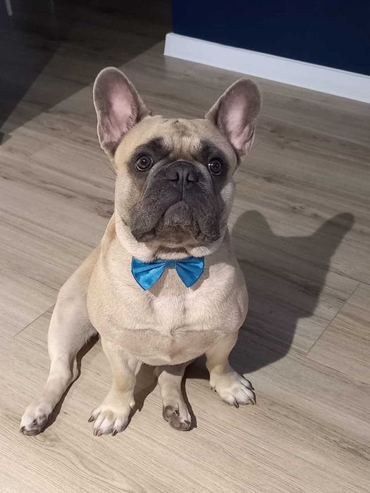 Французский бульдог ищет подругу