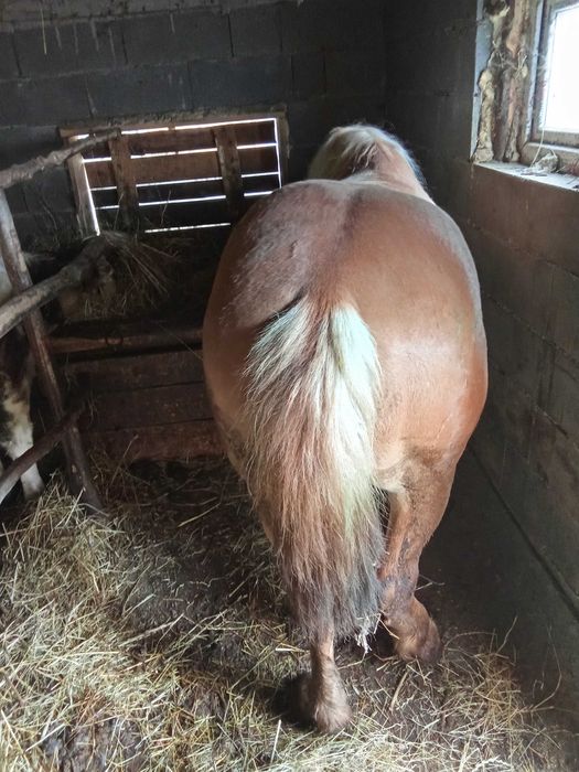 Cai de vînzare , Năsăud preturi 1.100€