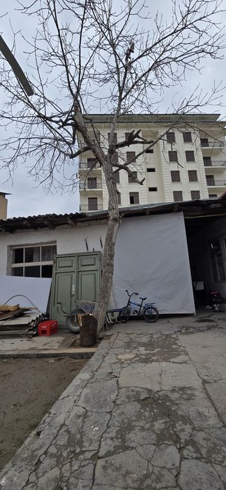 Ёнгок дарахти бор