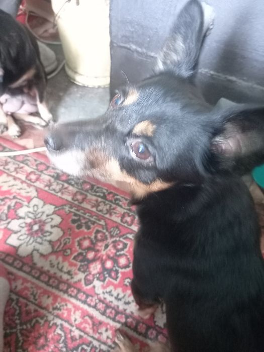 Карликовый пинчер