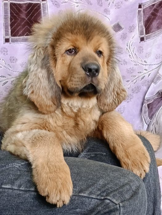 Щенки Тибетский Мастиф