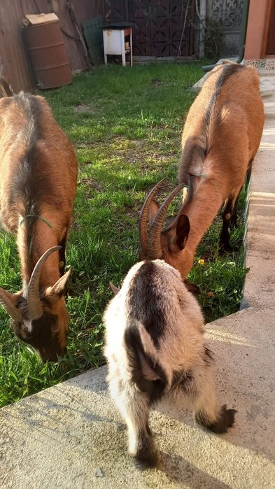 Vind 2 capre alpin francez, tinere,sănătoase,mari