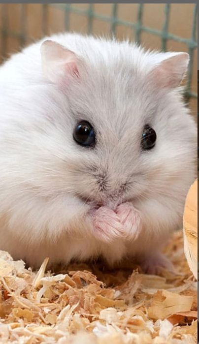 Vând hamsteri pitici