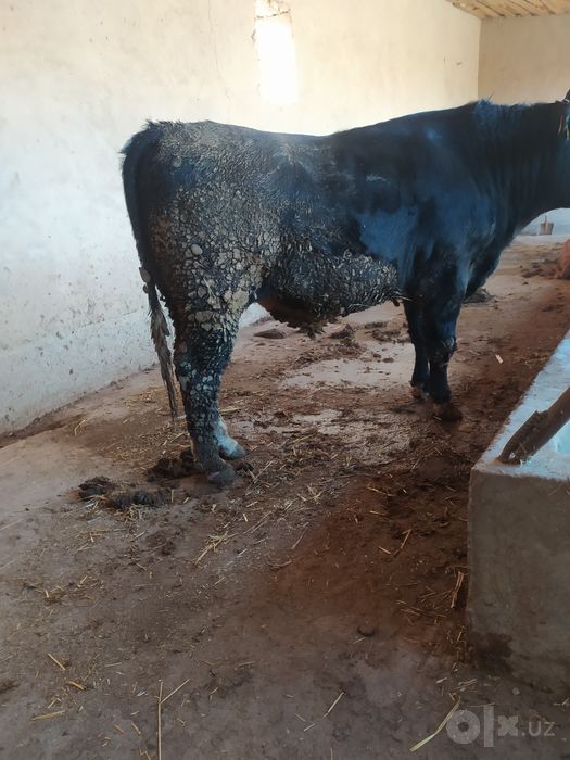 Buqa sotiladi 36 mln