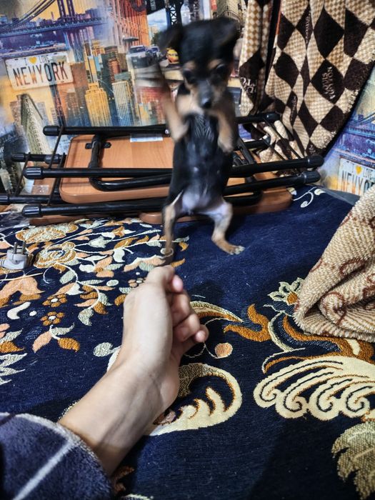 Мини той-терьер девчонка