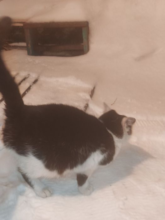 Отдам котят мальчик