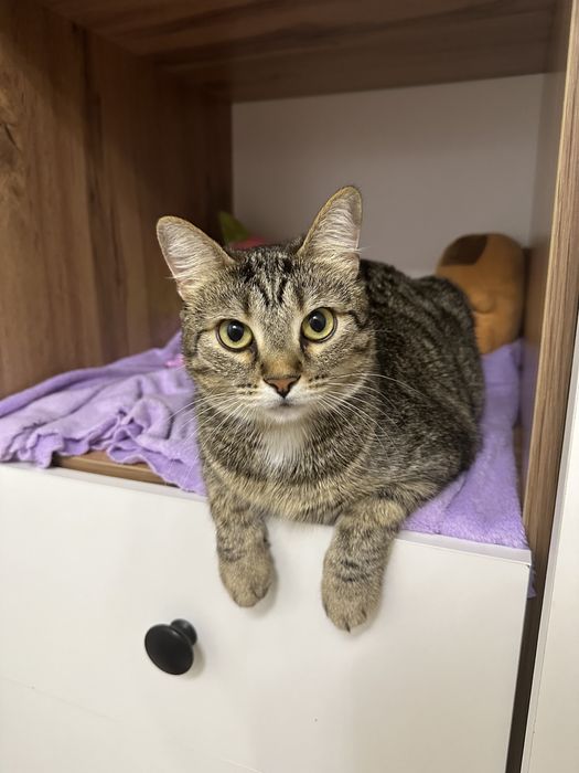 Отдам кошечку в добрый руки