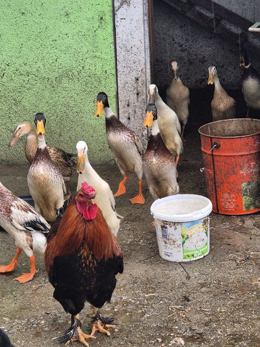 Vând rațe alergătoare indiene